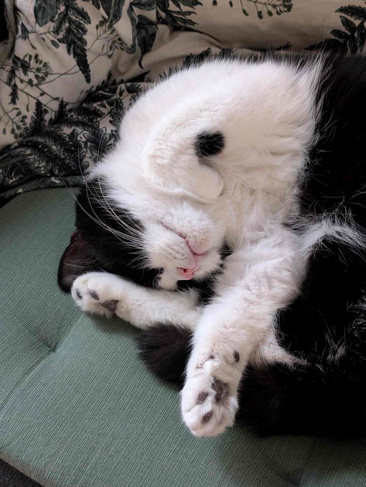 Eine schwarz-weiße Katze liegt eingekringelt auf dem Rücken und streckt ihre Pfoten in die Luft.