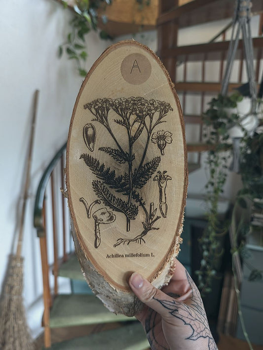 Eine Hand hält eine ovale Holzscheibe in die Kamera. Auf der Holzscheibe ist die botanische Zeichnung der Schafgarbe eingebrannt. Darunter steht: Achillea millefolium L.
Im Hintergrund sieht man eine Wendeltreppe und einen Hexenbesen der an der Wand lehnt.
Variante: A