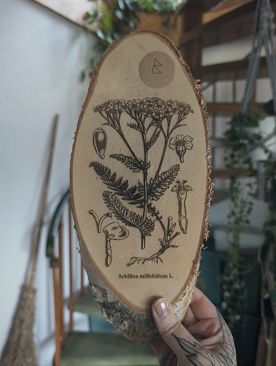 Eine Hand hält eine ovale Holzscheibe in die Kamera. Auf der Holzscheibe ist die botanische Zeichnung der Schafgarbe eingebrannt. Darunter steht: Achillea millefolium L.
Im Hintergrund sieht man eine Wendeltreppe und einen Hexenbesen der an der Wand lehnt.
Variante: B