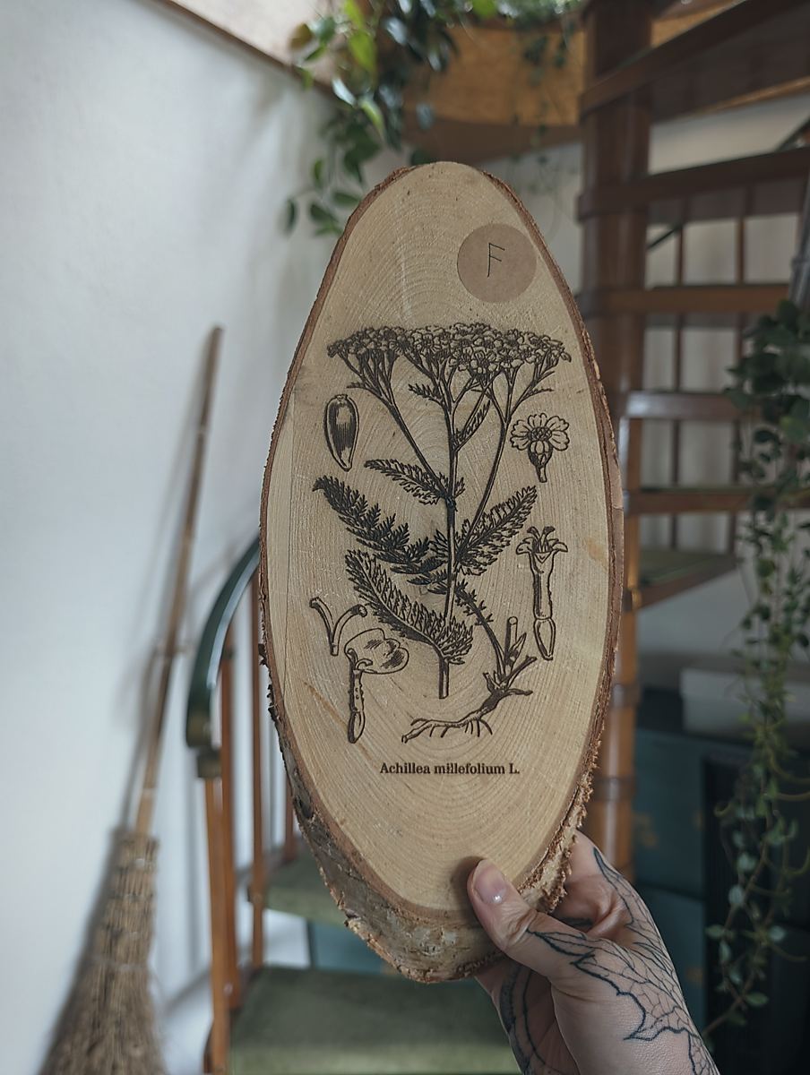 Eine Hand hält eine ovale Holzscheibe in die Kamera. Auf der Holzscheibe ist die botanische Zeichnung der Schafgarbe eingebrannt. Darunter steht: Achillea millefolium L.
Im Hintergrund sieht man eine Wendeltreppe und einen Hexenbesen der an der Wand lehnt.
Variante: F