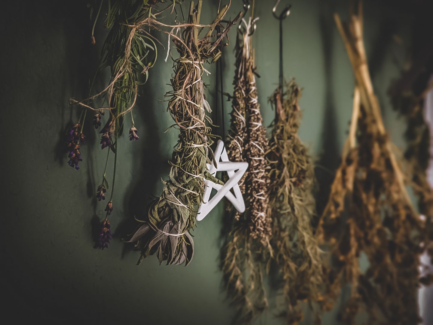 Neues aus der Kräuterwerkstatt - Hollenkraut