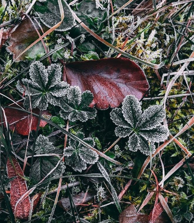 Auf einer Wiese zwischen Moos und heruntergefallenem Laub wachsen Frauenmantel-Blätter, die ganz weiß vom Frost sind.