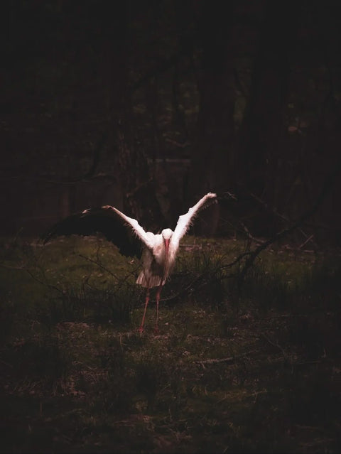 Ein Weißstorch steht mit weit ausgebreiteten Flügeln auf dem Waldboden. Durch das schwache Licht hebt sich das weiße Gefieder des Storches deutlich vom dunklen Umfeld ab und zieht den Blick auf den Vogel.