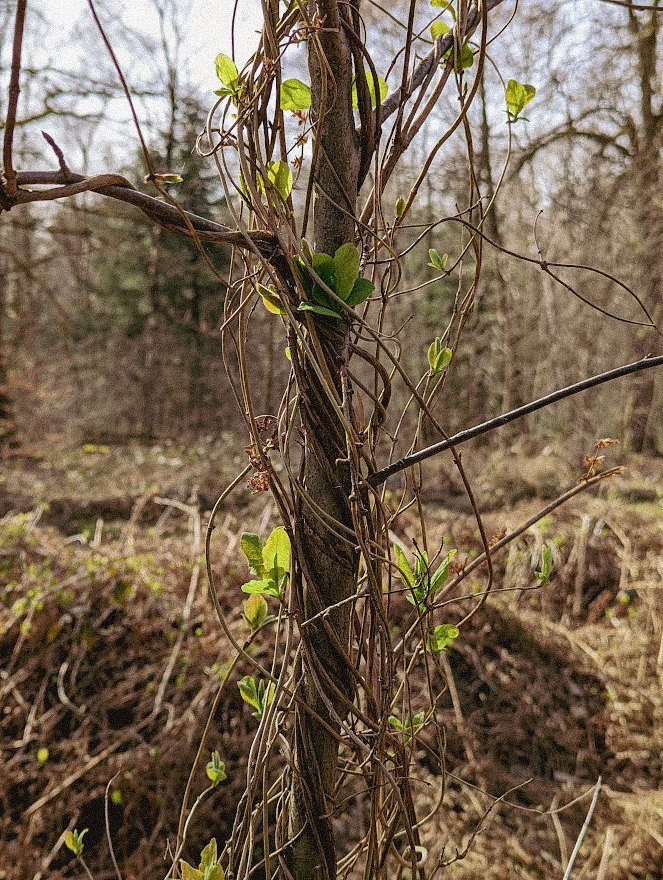 Ein Baumstamm im Wald ist dicht von dünnen, braunen Ranken umschlungen. Zwischen den Ranken sprießen kleine, frische, hellgrüne Blätter. Im Hintergrund stehen weitere kahle Bäume und der Waldboden ist mit trockenem Laub und Pflanzenresten bedeckt.
