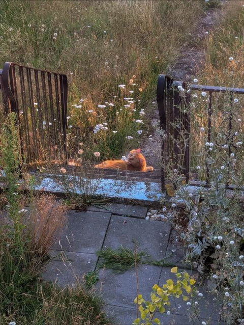 Eine orangefarbene Katze liegt entspannt auf einer kleinen Treppe zwischen zwei Geländern, umgeben von hohem Gras und Wildpflanzen. Die Szene wirkt ruhig und sommerlich.