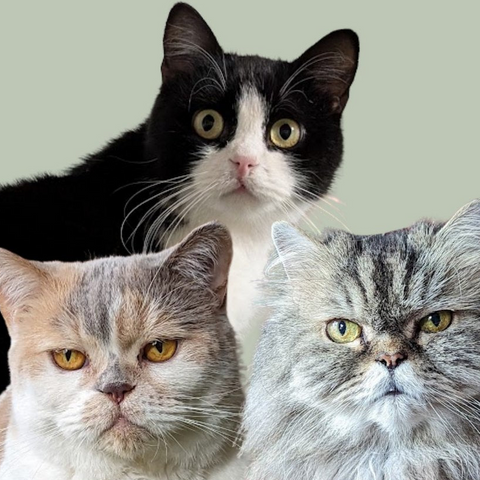 Collage mit drei Katzen.